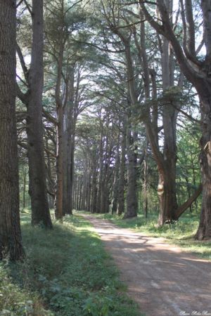CHEVERNY-2013--03