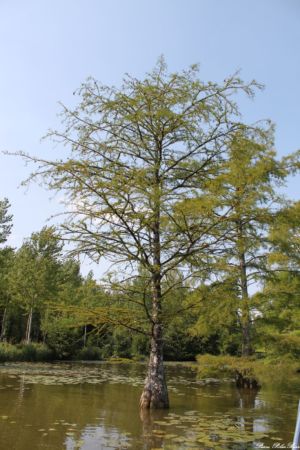 CHEVERNY-2013--04